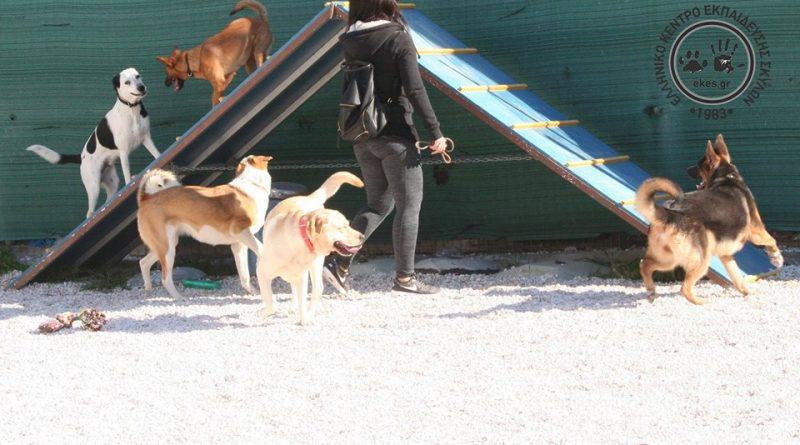 Άλιμος: Συνάντηση κοινωνικοποίησης, παιχνιδιού και άσκησης για σκυλιά