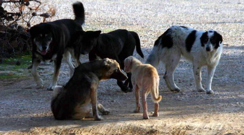 Άλιμος και Παλαιό Φάληρο οι μοναδικοί δήμοι στα νότια που χρηματοδοτούνται για τα αδέσποτα