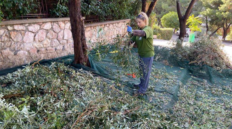 Ξεκίνησε το λιομάζεμα στον Άλιμο