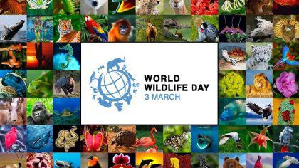 3 Μαρτίου Παγκόσμια Ημέρα Άγριας Ζωής - Ψηφιακό βιβλίο με τις αφίσες τους δημιούργησαν οι μαθητές της Ε΄ τάξης του 3ου Δημοτικού Σχολείου Αλίμου