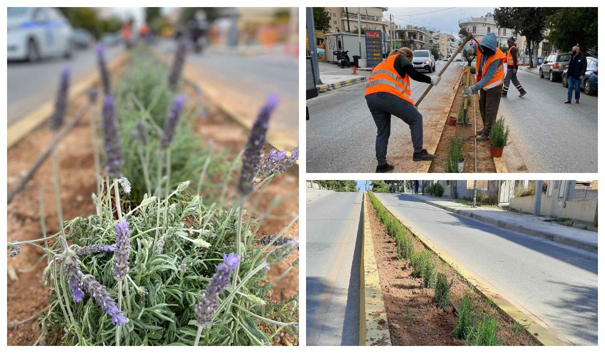 Μοσχοβολάει η Κυθηρίων στον Άλιμο: Η πράσινη νησίδα με τα αρωματικά βότανα
