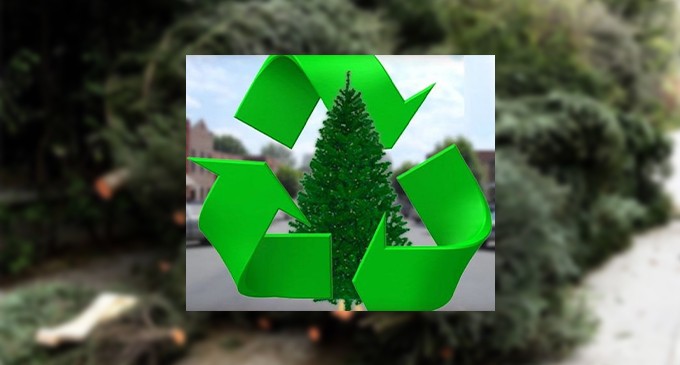 Ο Δήμος Αλίμου επιστρέφει τα χριστουγεννιάτικα δέντρα στη φύση