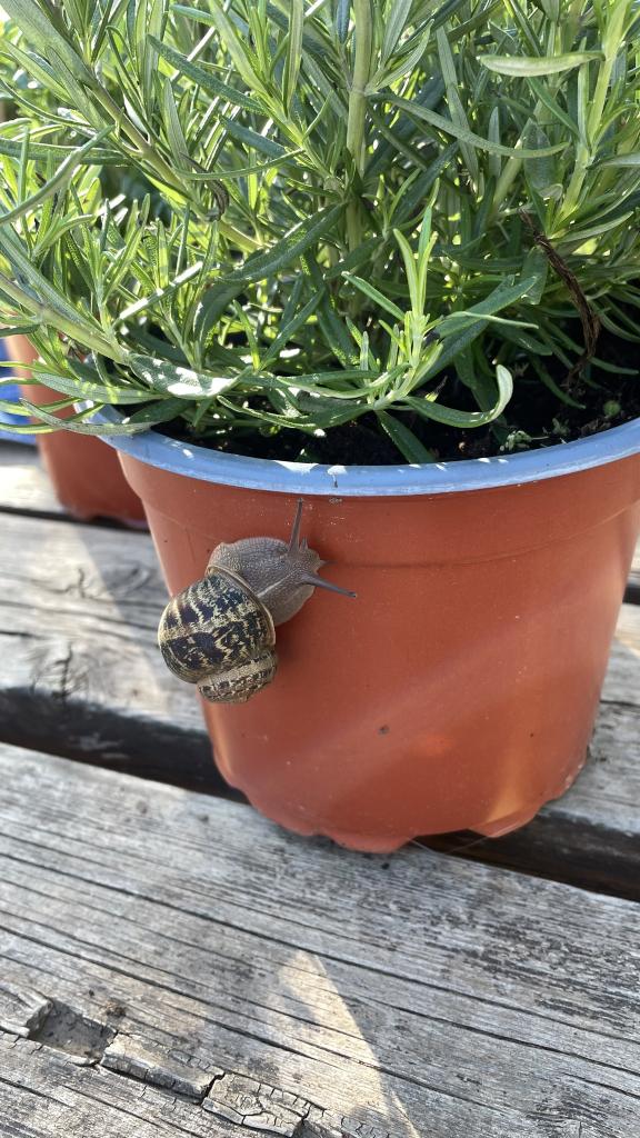 Τα παιδιά του 6ου Δημοτικού Αλίμου έγιναν κηπουροί για μια μέρα! εικόνα 18