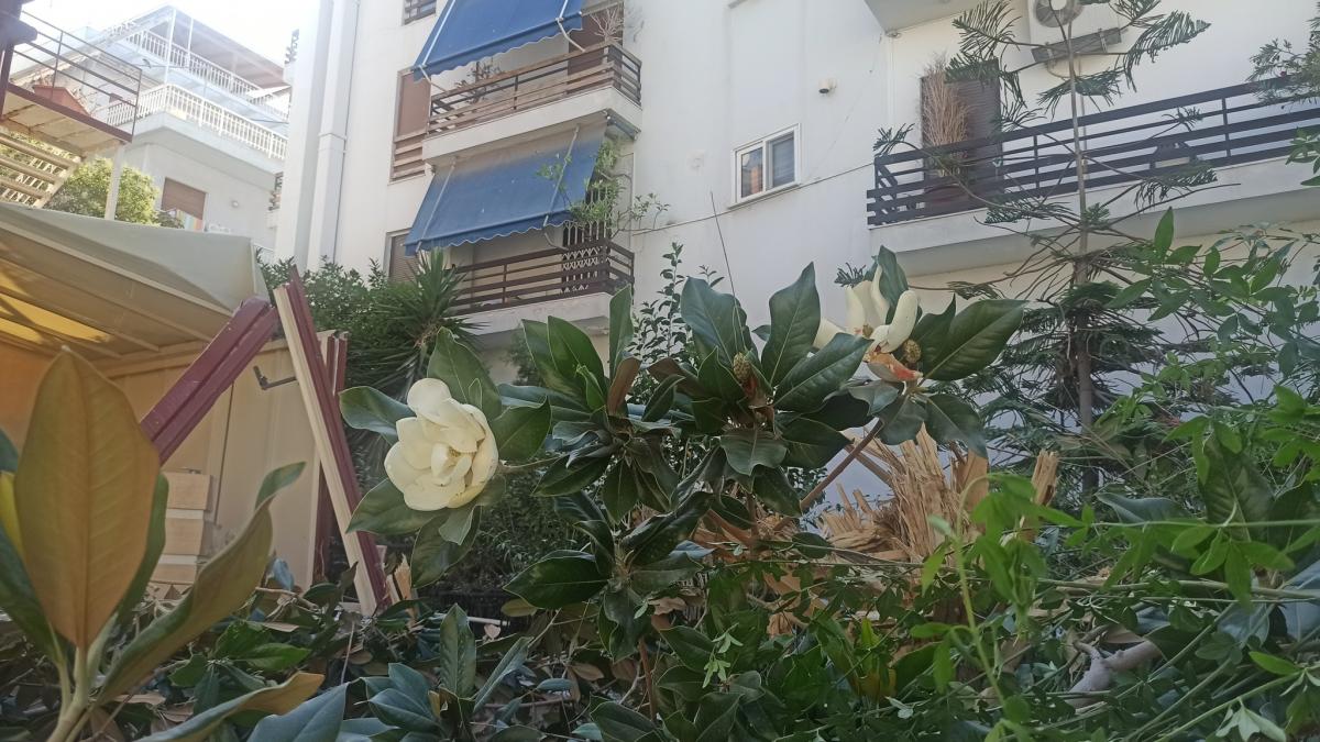 Άλιμος: Πάει το “Αυγό του Κόκκορα”, πάει και η μεγάλη ανθισμένη μανόλια – Έγινε ένα με τα μπάζα εικόνα 3