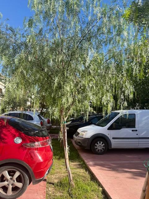 Κονδύλης: Πρασινίζει και ομορφαίνει ο πεζόδρομος Αγίου Δημητρίου (ΕΙΚΟΝΕΣ) εικόνα 6