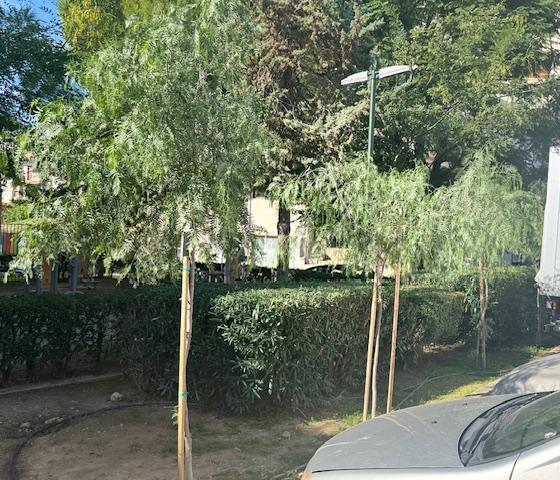 Κονδύλης: Πρασινίζει και ομορφαίνει ο πεζόδρομος Αγίου Δημητρίου (ΕΙΚΟΝΕΣ) εικόνα 2