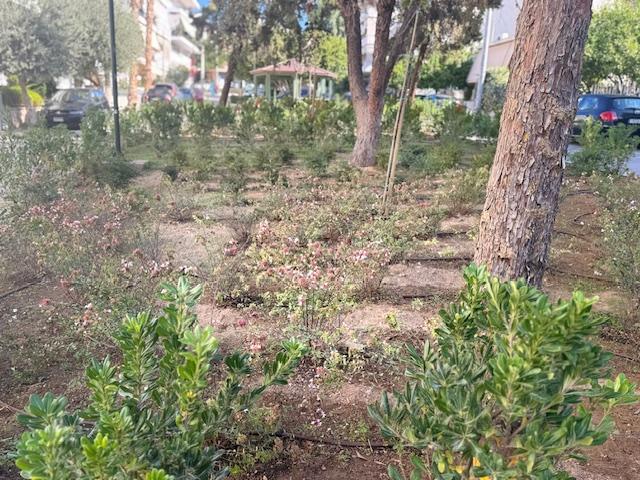 Κονδύλης: Πρασινίζει και ομορφαίνει ο πεζόδρομος Αγίου Δημητρίου (ΕΙΚΟΝΕΣ) εικόνα 1