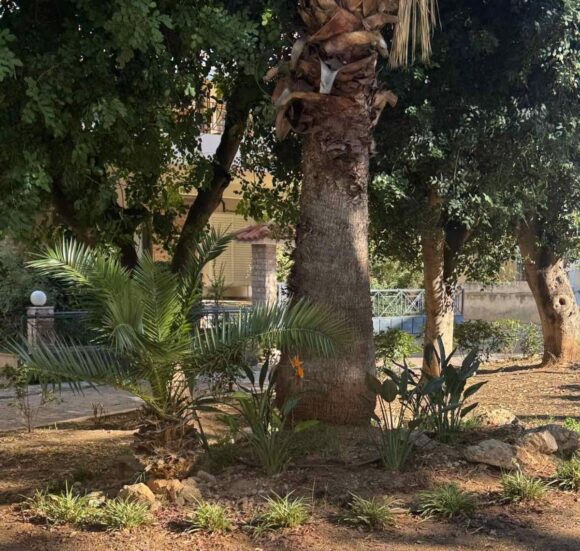 «Πρασινίζουν» δρόμοι και πεζόδρομοι στον Άλιμο – Σε εξέλιξη νέες φυτεύσεις εικόνα 4